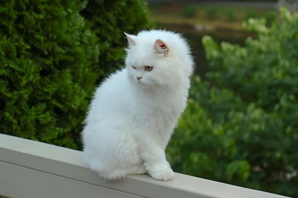 Persian Cat