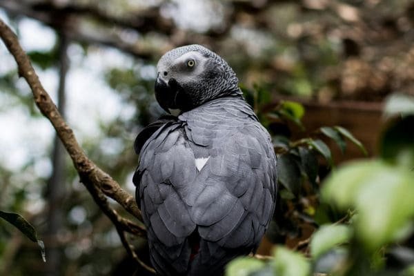 African Grey Parrot