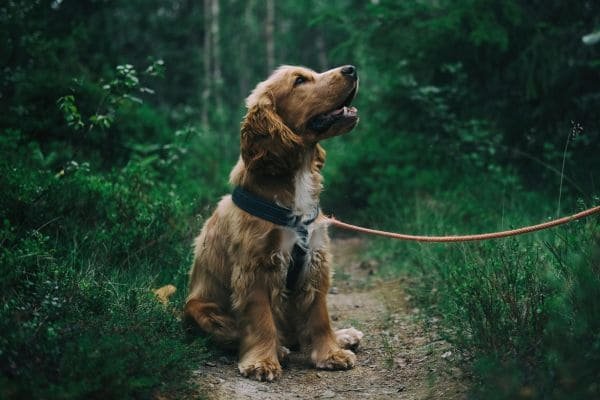 Rehabilitation for Pets