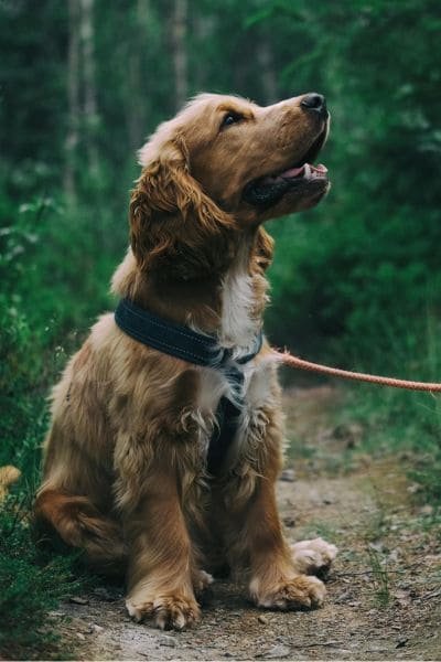 Basic Pet Care Package