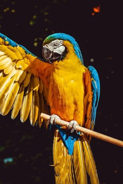 Premium Pet Care Package