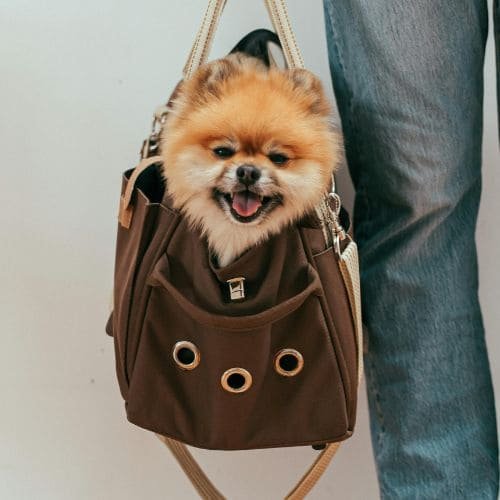 Dog Bag Image
